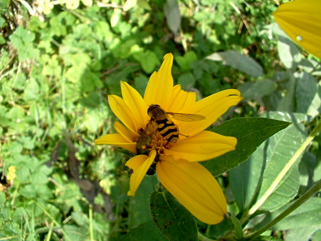 Eristalis tenax, Sphaerophoria sp. e Syrphus ribesii